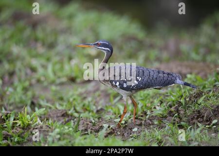 Sunbittern (Eurypyga helias) adulte, debout sur la boue, Cerro Silencio, Turrialba, Costa Rica Banque D'Images