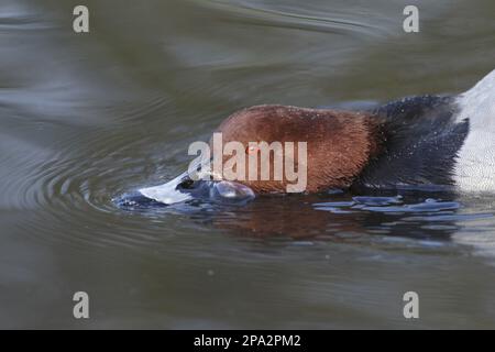 Common Pochard (Aythya ferina) adulte mâle, gros plan de la tête et du cou, en posture de menace, natation sur l'étang, Martin Mere W.W.T., Lancashire, Angleterre Banque D'Images