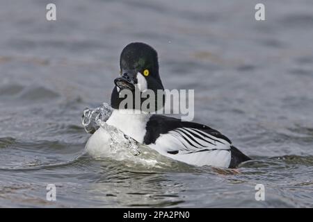 Œil d'or commun (Bucephala clangula) adulte homme, natation, Pensthorpe nature Reserve, Norfolk, Angleterre, Royaume-Uni Banque D'Images