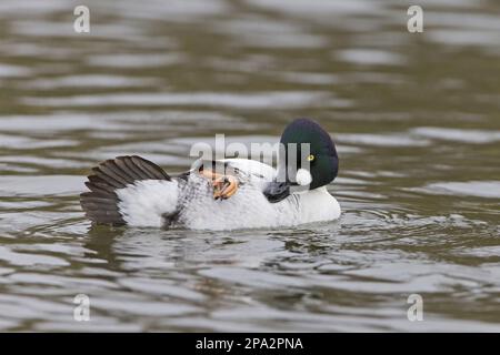 Œil d'or commun (Bucephala clangula), homme adulte, prêcheur sur rouleau d'eau, Pensthorpe nature Reserve, Norfolk, Angleterre, Royaume-Uni Banque D'Images