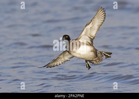 Canard touffeté (Aythya fuligula) adulte femelle, en vol, atterrissage sur l'eau, Gloucestershire, Angleterre, Royaume-Uni Banque D'Images