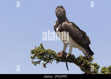 Aigle martial (Polemaetus bellicosus) adulte, avec une bernache baguée (Mungos mungo) comme proie dans les talons, assis sur une branche, Maasai Mara National Banque D'Images