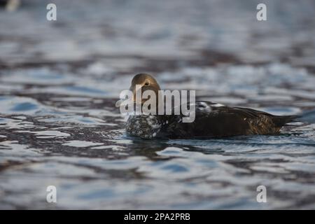 Eider commun (Somateria mollissima) immature homme, nageant, Batsfjord, péninsule de Varanger, Finnmark, Norvège Banque D'Images