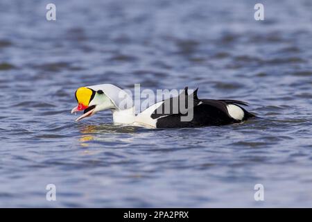 King Eider adulte mâle, se nourrissant des moules, estuaire du Ythan, Aberdeenshire, Écosse, Mai, les canards de l'Eider, les oies, les oiseaux, le mâle adulte de l'Eider à roi, se nourrissant Banque D'Images