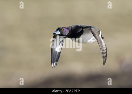 Canard touffeté (Aythya fuligula) adulte mâle, en vol, Gloucestershire, Angleterre, Royaume-Uni Banque D'Images