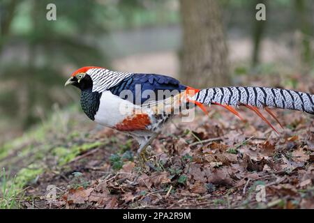 Le faisan de Lady Amherst (Chrysolophus amherstiae) introduit des espèces, mâles adultes, marchant parmi les feuilles mortes, Norfolk, Angleterre, Royaume-Uni Banque D'Images