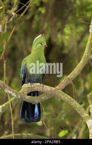 Knysna Turaco (Tauraco corythaix) adulte, perchée sur la branche, Knysna, Cap est, Afrique du Sud Banque D'Images