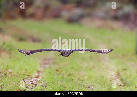 Hibou eurasien (Bubo bubo), hiboux européen, chouettes, animaux, oiseaux, Hibou eurasien, adulte, en vol (captif) Banque D'Images
