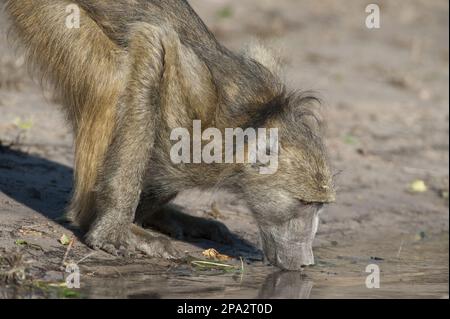 Ursinus (Hamadryas) ursinus, babouin d'ours, babouins de chacma (papio hamadryas babouin (papio hamadryas), singes, babouins, primates, mammifères, animaux Banque D'Images