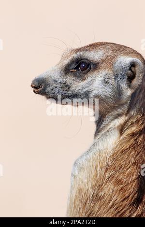 Meerkat (Suricata suricata) adulte, gros plan de la tête, Kalahari Gemsbok N. P. Kgalagadi Parc transfrontalier, Cap Nord, Afrique du Sud Banque D'Images