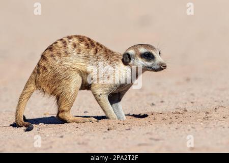 Meerkat (Suricata suricata) adulte, creusant dans le sable pour la nourriture, Kalahari Gemsbok N. P. Kgalagadi Parc transfrontalier, Cap Nord, Afrique du Sud Banque D'Images