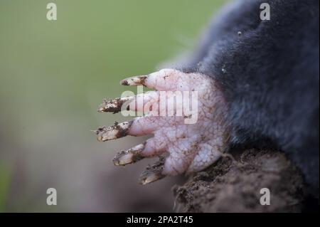 Mole européenne, moles européennes (Talpa europaea), insectivores, mammifères, animaux, mole européenne adulte mort, gros plan du pied avant, Angleterre, Unis Banque D'Images