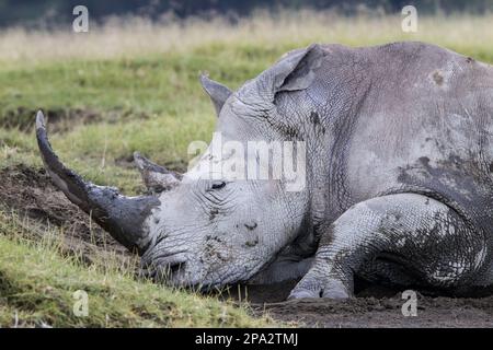Rhinocéros blancs adultes (Ceratotherium simum), gros plan de la tête et du fouregue reposant sur la boue, lac Nakuru N. P. Great Rift Valley, Kenya Banque D'Images