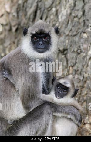 Langur gris touffeté (Semnopithecus priam Thersites) adulte femme tenant bébé, assis dans un arbre, Sri Lanka Banque D'Images