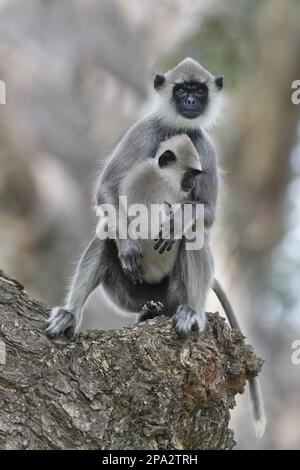 Langur gris touffeté (Semnopithecus priam Thersites) adulte femme tenant bébé, assis dans un arbre, Sri Lanka Banque D'Images