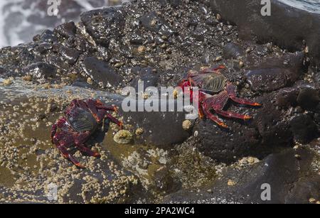 Atlantique est Sally Lightfoot Crab (Grapsus adscensionis) deux adultes, sur roche couverte de barnacles et de limettes, Parque Natural de los Volcanes Banque D'Images