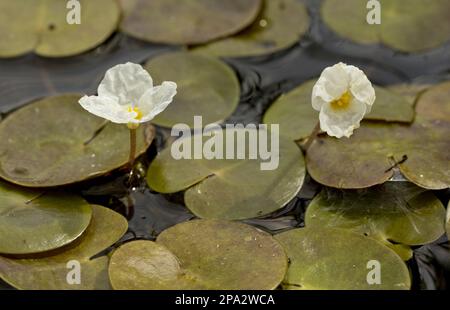 Fleurs communes de Frogbit (Hydrocharis morsus-ranae), croissant dans le fossé, les Broads, Norfolk, Angleterre, Royaume-Uni Banque D'Images
