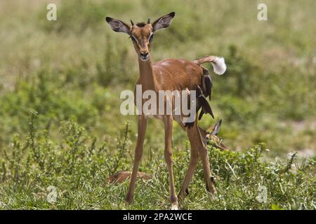 Impala, antilope à talon noir, impalas, antilopes à talon noir, antilopes, Ongulés, ongulés à bout égal, mammifères, animaux, jeune homme impala with Banque D'Images