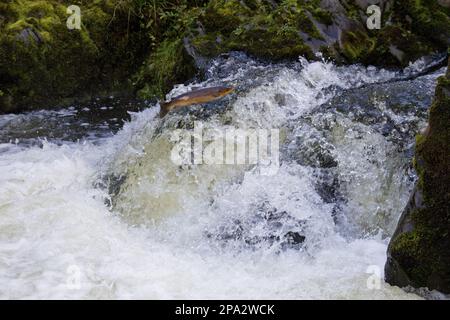 Truite brune (Salmo trutta trutta) adulte, saut en cascade, se déplaçant en amont vers le site de frai, rivière Whiteadder, Berwickshire, frontières écossaises Banque D'Images