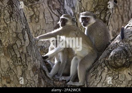 Pygerythrus, singe vert du Sud, singes vervet (Chlorocebus pygerythrus), singe vervet (Cercopithecus aethiops), singes, mammifères, animaux Banque D'Images