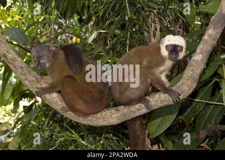 Lémuriens fulvus albifrons, lémuriens à tête blanche (albifrons d'Eulemur), singes, singes, primates, mammifères, Animaux, hommes et femmes, blancs, frontés, bruns, citron Banque D'Images