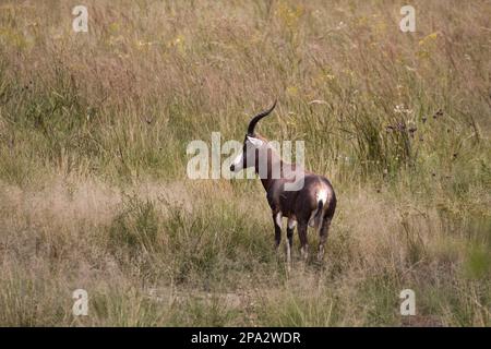 Bontebok, bontebok, antilopes, ongulés (animaux à sabots), mammifères, Animaux, Bontebok, Afrique du Sud Banque D'Images