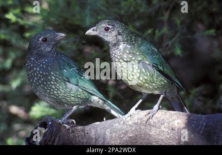 Oiseau vert, oiseau vert (Ailuroedus crassirostris), oiseaux chanteurs, animaux, oiseaux, paire de oiseaux verts Banque D'Images