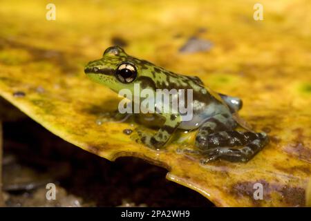 Grenouille d'arbre, Guibemantis pulcher, près d'Andasibe, Madagascar Banque D'Images