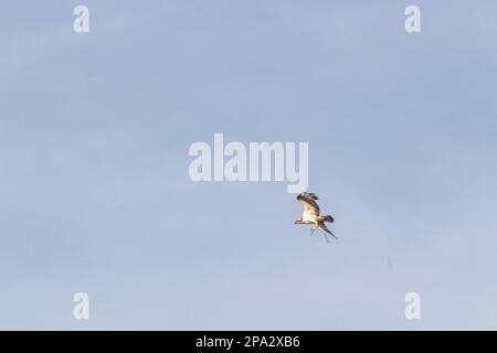 Un Osprey plongée contre un ciel bleu Banque D'Images