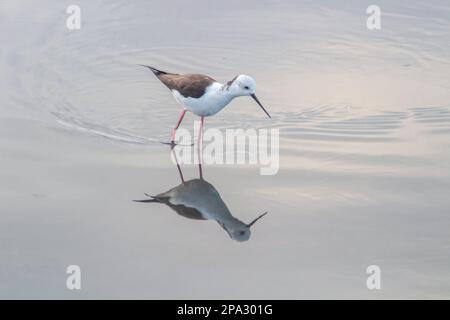 Pylèle à tête blanche (Himantopus leucocephalus) au lac Banque D'Images