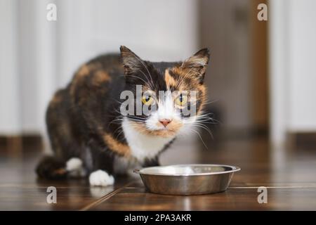 Mignon chat brun manger dans un bol en métal à la maison. La vie domestique avec les animaux. Banque D'Images