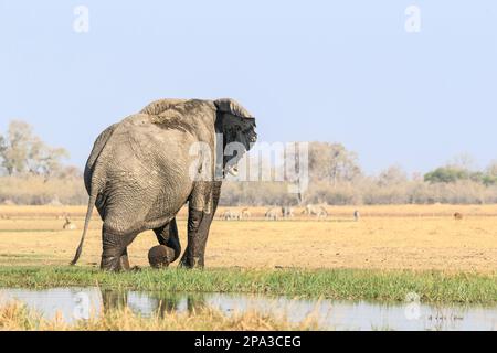 Le taureau d'éléphant, Loxodonta africana, sort de la rivière. En arrière-plan sont les antilopes, Lechwe Gragazing. Okavango Delta, Botswana, Afrique Banque D'Images