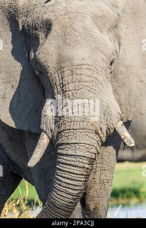 Défenses d'éléphant, portrait du visage avec de l'ivoire long, Loxodonta africana, vue de face avec les oreilles écartent. Okavango Delta, Botswana, Afrique Banque D'Images