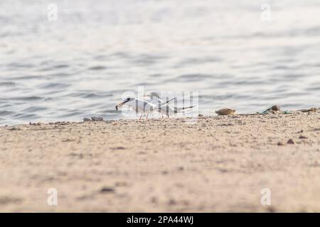 Deux Sandwich Terns sur Beach Edge, un avec proie Banque D'Images