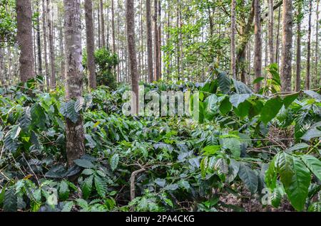 Plantation de café avec des chênes argentés Banque D'Images