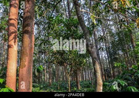 Plantation de café avec des chênes argentés Banque D'Images