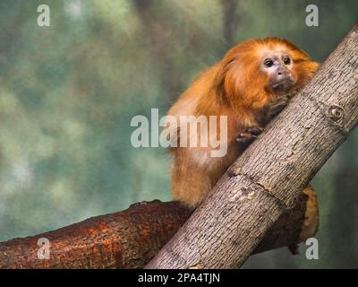 Le Golden Lion Tamarin escalade et saut autour de l'exposition au zoo de Kansas City Banque D'Images