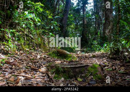 Feuilles séchées sur le sentier utilisé pour le trekking dans le parc national de Kinabalu, Sabah, Malaisie. Un sentier pittoresque à l'intérieur du parc national de Kinabalu, qui est un U Banque D'Images