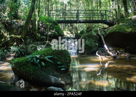 Petit ruisseau et un pont à traverser le long de la forêt tropicale dans le parc national de Kinabalu, Sabah, Malaisie Banque D'Images