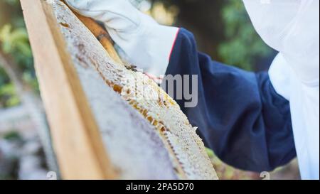 Mains, apiculteur ou vérification du cadre en bois sur une ferme à miel, une terre agricole durable ou un champ alimentaire sain. Zoom, texture ou agriculteur et boîte d'insectes Banque D'Images