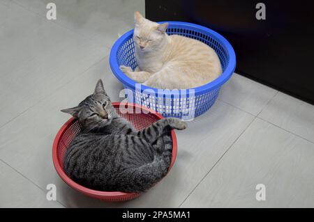 Vue de dessus, deux chats dormant sur leur dos dans un panier, chat thaïlandais Banque D'Images