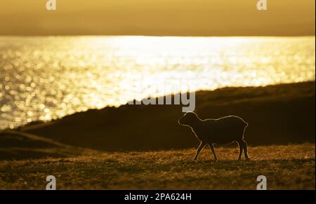 Gros plan d'un mouton au lever du soleil dans les îles Falkland. Banque D'Images