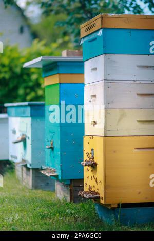 Arrière-plan avec ruches. Gros plan sur les abeilles volantes. Ruches et abeilles en bois. Beaucoup d'abeilles à l'entrée de la vieille ruche dans l'apiaire. Les abeilles de travail sur p Banque D'Images