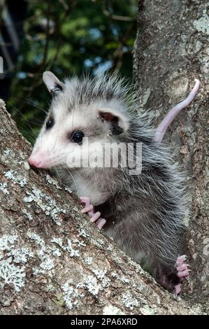 14 semaines de pup d'opossum, ou joey, grimpant dans un arbre, vertical. Banque D'Images