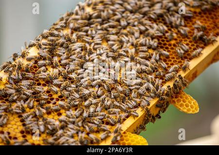 Étiquette queen abeilles rampant sur le cadre rempli d'abeilles et de couvain. Famille forte sur le cadre Banque D'Images