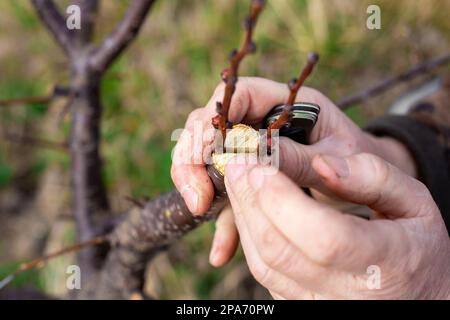 Un jardinier attrate un arbre fruitier par greffe fractionnée au début du printemps. La culture de fruits dans le verger. Banque D'Images