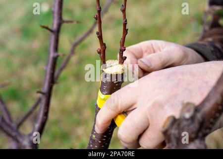 Un jardinier attrate un arbre fruitier par greffe fractionnée au début du printemps. La culture de fruits dans le verger. Banque D'Images