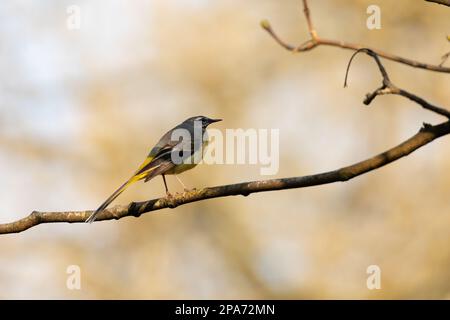 Une queue de cheval grise (Motacilla cinerea) perche sur une branche. Banque D'Images