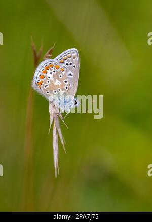 Papillon bleu commun mâle Polyommatus icarus au repos sur la glume d'herbe dans une prairie du Kent Banque D'Images