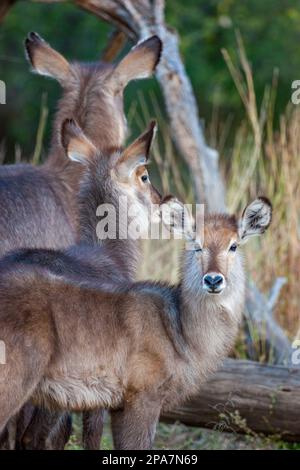 Une femelle Waterbuck Kobus ellypsyprimus et son jeune à la recherche de prédateurs dans la réserve de gibier de Madikwe en Afrique du Sud Banque D'Images